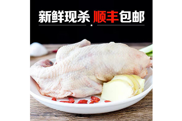 冰鮮乳鴿